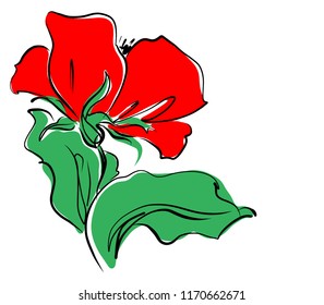 Drawing vector graphics with floral pattern for design. Floral flower natural design. Graphic, sketch drawing. lily, tulip.  