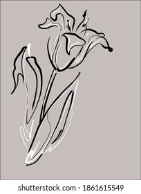 
Drawing vector graphics with floral pattern for desig with tulip 