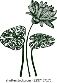 Drawing vector graphics with floral pattern for design. Floral flower natural design. Graphic, sketch drawing.
