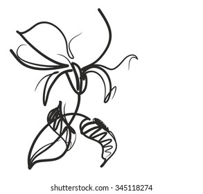 Drawing vector graphics with floral pattern for design. Floral flower natural design. Graphic, sketch drawing. lily, tulip.