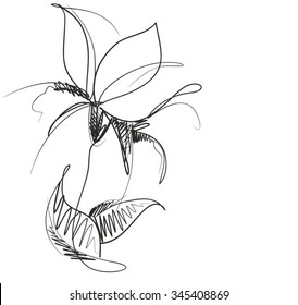 Drawing vector graphics with floral pattern for design. Floral flower natural design. Graphic, sketch drawing. lily, tulip.
