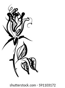 Drawing vector graphics with floral pattern for design. Floral flower natural design. Graphic, sketch drawing.  rose


