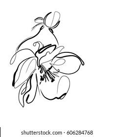 Drawing vector graphics with floral pattern for design. Floral flower natural design. Graphic, sketch drawing. 