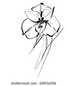 Drawing vector graphics with floral pattern for design. Floral flower natural design. Graphic, sketch drawing.  freesia