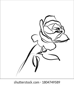 Drawing vector graphics Rose floral design.