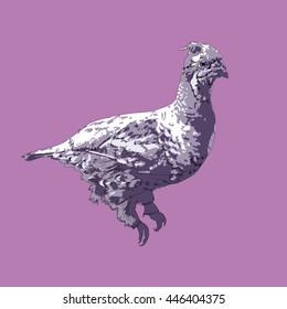 Drawing vector islated hazel grouse - tetrastes bonasia - on pink background