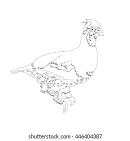 Drawing vector islated hazel grouse - tetrastes bonasia outlines