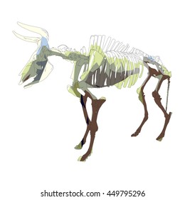 Drawing vector isoalted poly ancient aurochs - urus - ure skeleton - bos primigenius