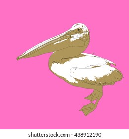 Drawing vector isolated American white pelican - pelecanus erythrorhynchos