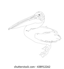 Drawing vector isolated American white pelican - pelecanus erythrorhynchos outlines