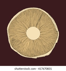 Drawing vector isolated beige mushroom on brown background