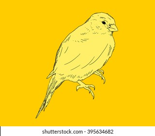 Drawing vector  isolated canary on bright yellow background