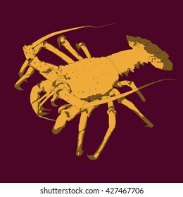 Drawing vector isolated Cape rock lobster, West Coast rock lobster - jasus lalandii