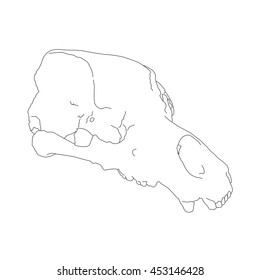 Drawing vector isolated cave bear skull - ursus spelaeus outlines
