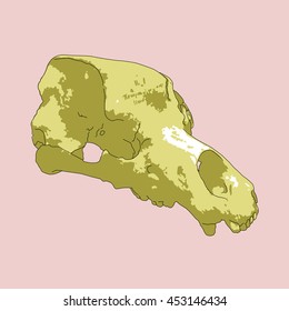 Drawing Vector Isolated Cave Bear Skull - Ursus Spelaeus