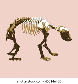 Drawing vector isolated cave bear skeleton side view - ursus spelaeus