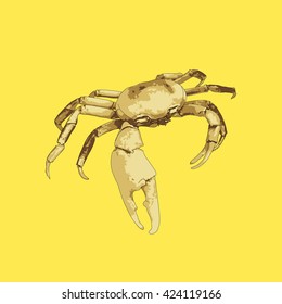 Drawing vector isolated crab on yellow background