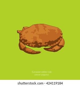 Drawing vector isolated Edible crab / Brown crab - cancer pagurus on green background