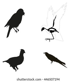 Drawing vector isolated forest birds silhouettes