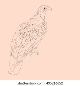 Drawing vector isolated Greater spotted eagle - aquila clanga pullis outlines