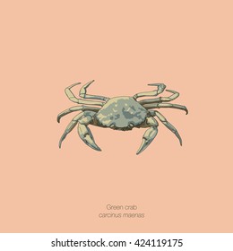 Drawing vector isolated Green crab / Littoral crab - carcinus maenas on light pink background