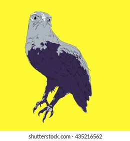 Drawing vector isolated Lesser Spotted Eagle - aquila pomarina