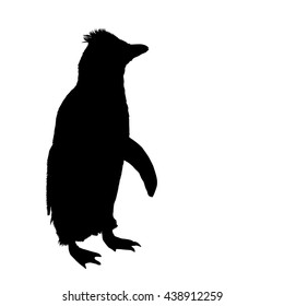 Drawing vector isolated Macaroni penguin - eudyptes chrysolophus silhouette