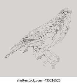 Drawing vector isolated Northern Goshawk - accipiter gentilis albidus outlines