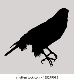 Drawing vector isolated Northern Goshawk - accipiter gentilis albidus silhouette