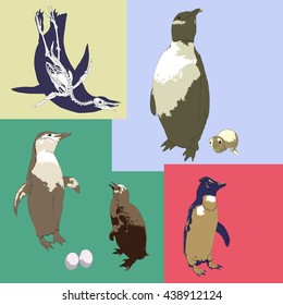 Drawing vector isolated penguins