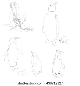 Drawing vector isolated penguins outlines