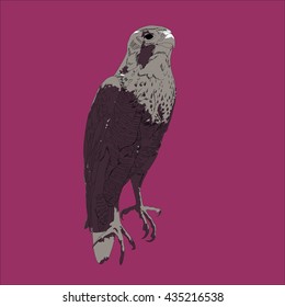 Drawing vector isolated Peregrine falcon.