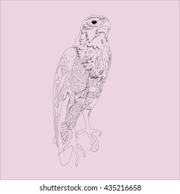 Drawing vector isolated Peregrine falcon, peregrine, duck hawk - falco peregrinus outlines 