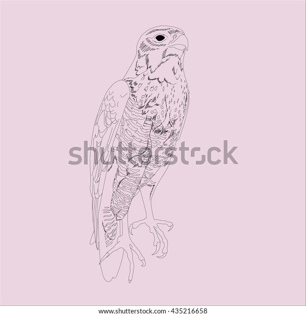 Drawing Vector Isolated Peregrine Falcon Peregrine Stock