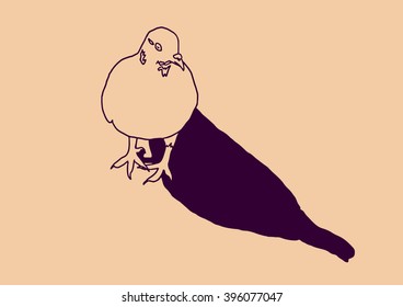 Drawing vector isolated pigeon outline with shadow on peach background