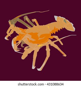 Drawing vector isolated poly Cape rock lobster, West Coast rock lobster - jasus lalandii