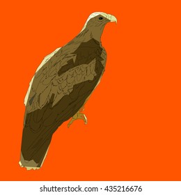 Drawing vector isolated poly Greater spotted eagle - aquila clanga pullis