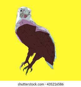 Drawing vector isolated poly Lesser Spotted Eagle - aquila pomarina