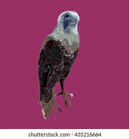 Drawing vector isolated poly Peregrine falcon, peregrine, duck hawk - falco peregrinus