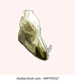 Drawing vector isolated poly wild boar - wild swine - Eurasian wild pig skull - sus scrofa