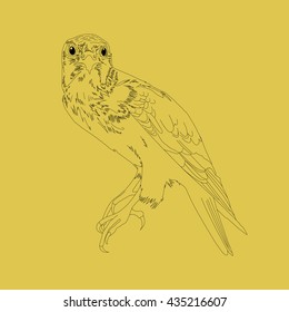Drawing vector isolated predatory bird outlines