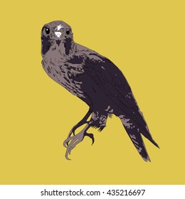 Drawing vector isolated predatory bird