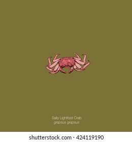 Drawing vector isolated Sally Lightfoot Crab / Red rock crab / Abuete negro / Sally Lightfoot - Grapsus grapsus