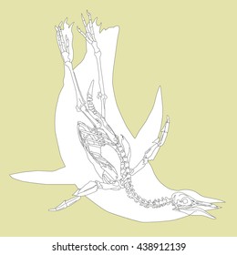 Drawing vector isolated skeleton of floating penguin outlines