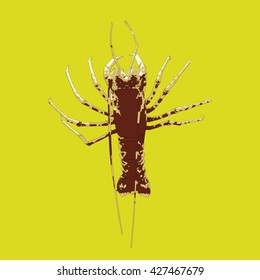 Drawing vector isolated Spiny lobster, European spiny lobster, Crayfish or cray, Common spiny lobster, Mediterranean lobster, Red lobster - palinurus elephas