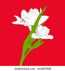 Drawing vector isolated white tulip flowers on bright red background