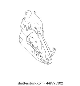 Drawing vector isolated wild boar - wild swine - Eurasian wild pig skull - sus scrofa outlines