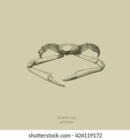 Drawing vector isolated Xanthid crab / Mud crab / Pebble crab / Rubble crab - xanthidae