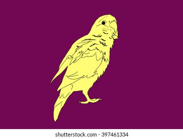 Drawing vector isolated yellow parrot on purple background