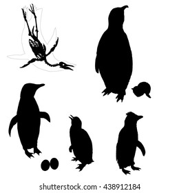 Drawing vectorisoated penguins silhouette